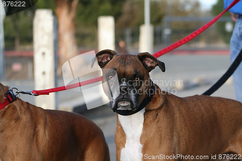 Image of Boxer Dog