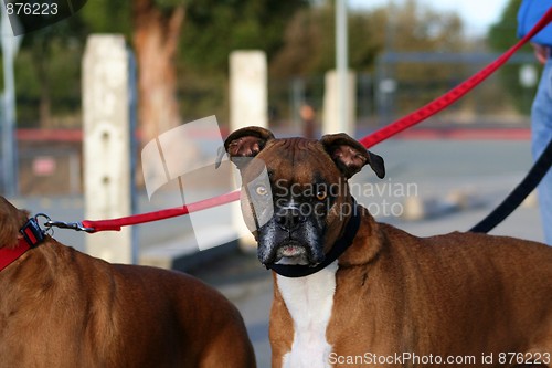 Image of Boxer Dog