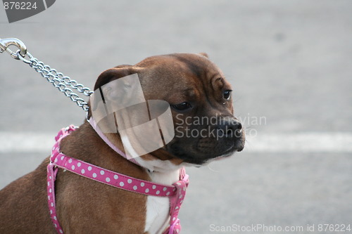 Image of American Staffordshire Terrier