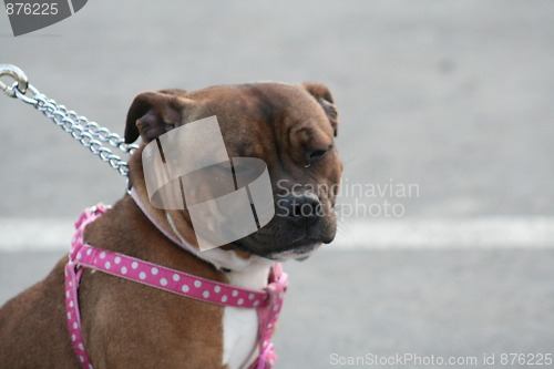 Image of American Staffordshire Terrier