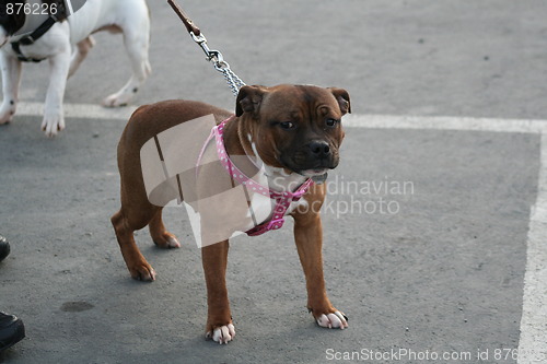 Image of American Staffordshire Terrier