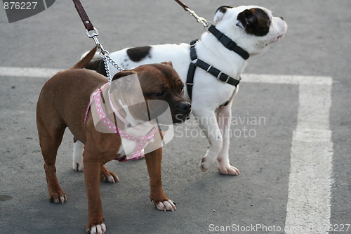 Image of American Staffordshire Terrier