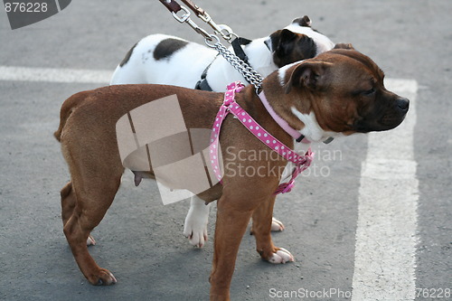 Image of American Staffordshire Terrier