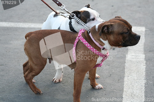 Image of American Staffordshire Terrier