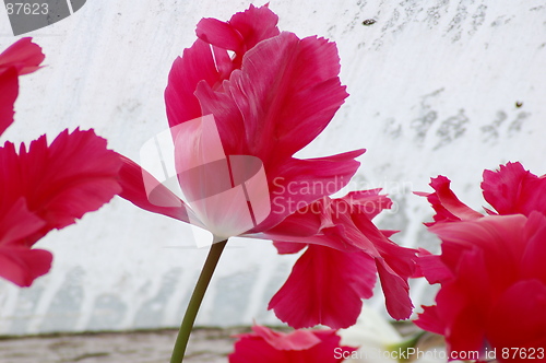 Image of frayed tulips