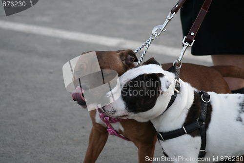 Image of American Staffordshire Terrier