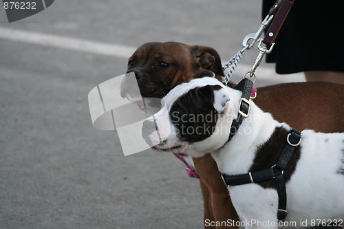 Image of American Staffordshire Terrier