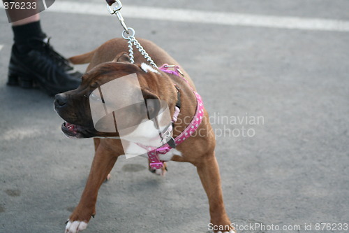 Image of American Staffordshire Terrier