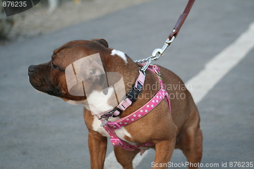 Image of American Staffordshire Terrier