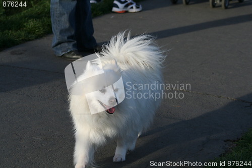 Image of American Eskimo Dog