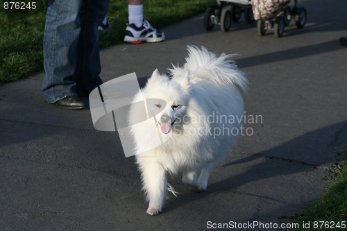 Image of American Eskimo Dog