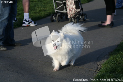 Image of American Eskimo Dog