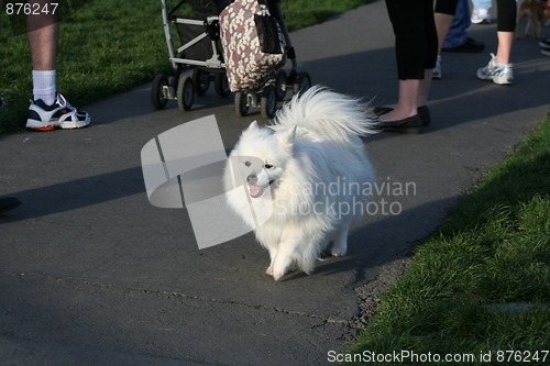 Image of American Eskimo Dog