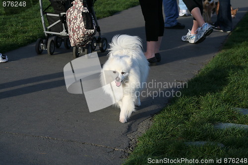 Image of American Eskimo Dog