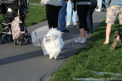 Image of American Eskimo Dog