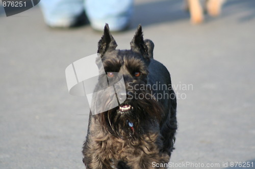 Image of Scottish Terrier