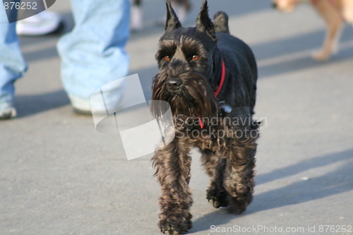 Image of Scottish Terrier