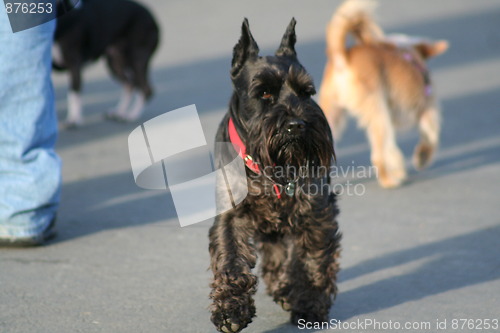 Image of Scottish Terrier