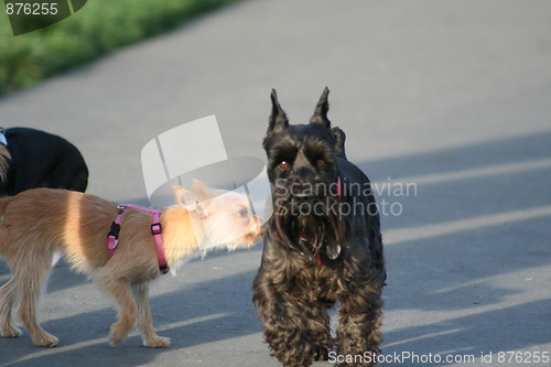 Image of Scottish Terrier