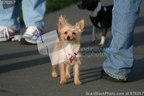 Image of Chihuahua