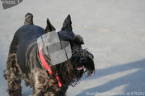 Image of Scottish Terrier
