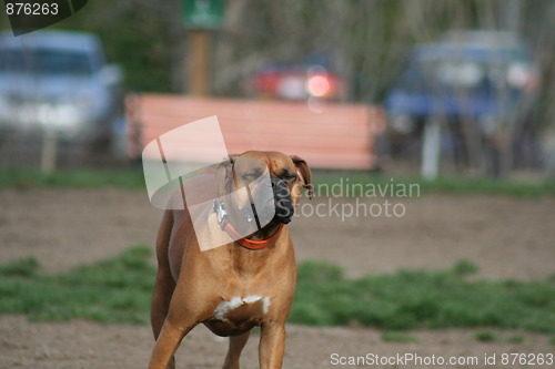 Image of Boxer Dog