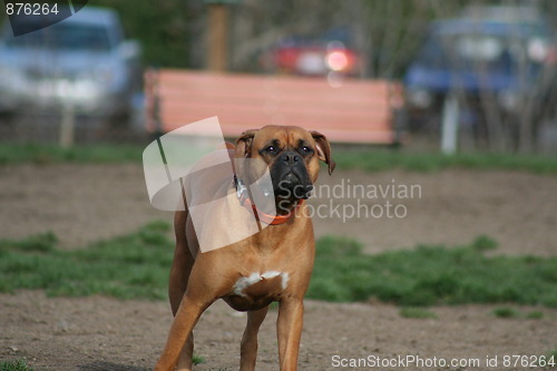 Image of Boxer Dog