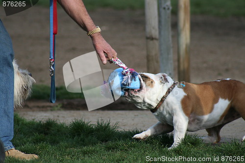 Image of Bulldog Playing With Toys