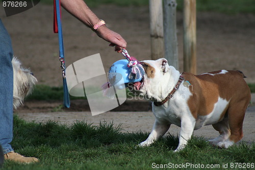 Image of Bulldog Playing With Toys