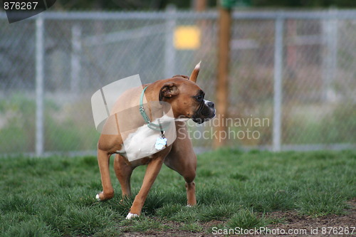 Image of Boxer Dog