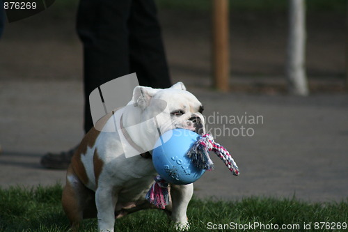 Image of Bulldog Playing With Toys