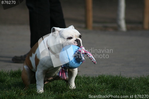 Image of Bulldog Playing With Toys