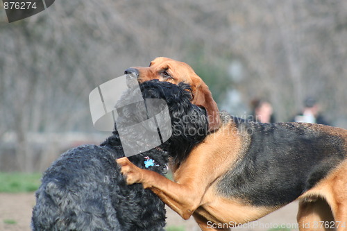 Image of Bloodhound And Black Russian Terrier