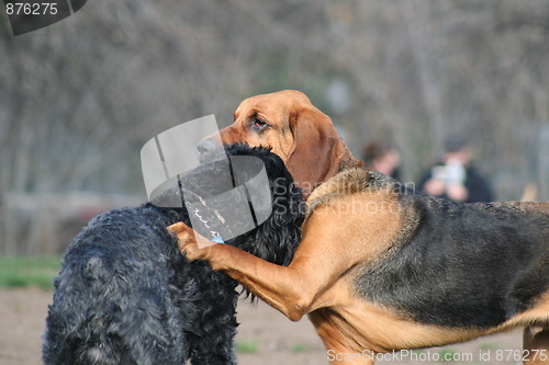 Image of Bloodhound And Black Russian Terrier