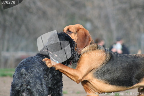 Image of Bloodhound And Black Russian Terrier