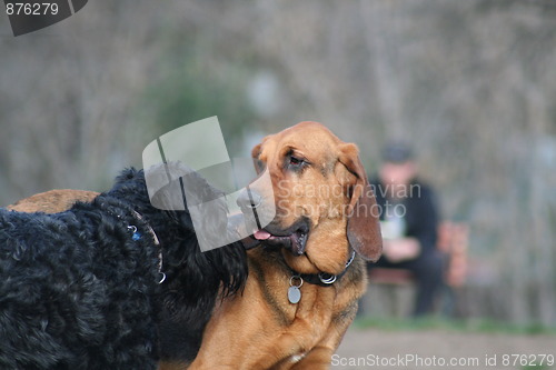 Image of Bloodhound And Black Russian Terrier