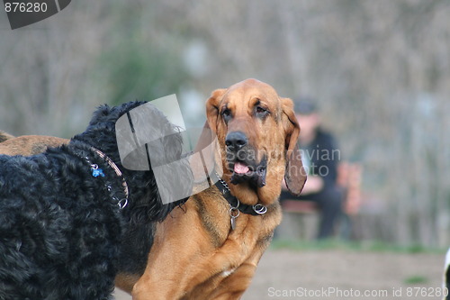 Image of Bloodhound And Black Russian Terrier