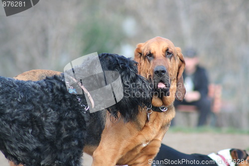 Image of Bloodhound And Black Russian Terrier