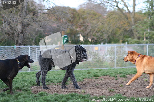 Image of Group Of Dogs Playing