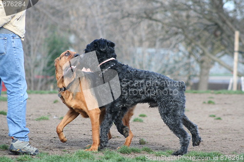 Image of Bloodhound And Black Russian Terrier