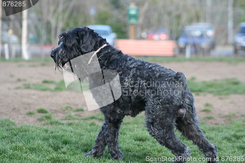 Image of Black Russian Terrier