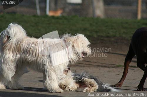 Image of Group Of Dogs Playing