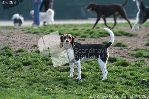 Image of Beagle