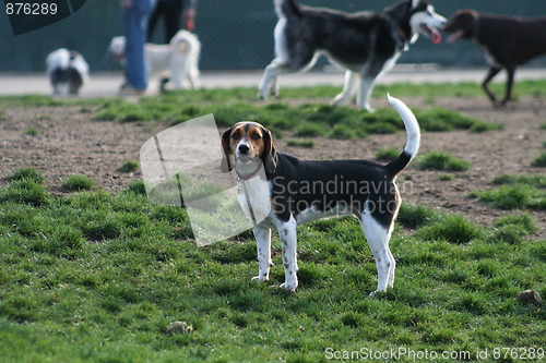 Image of Beagle