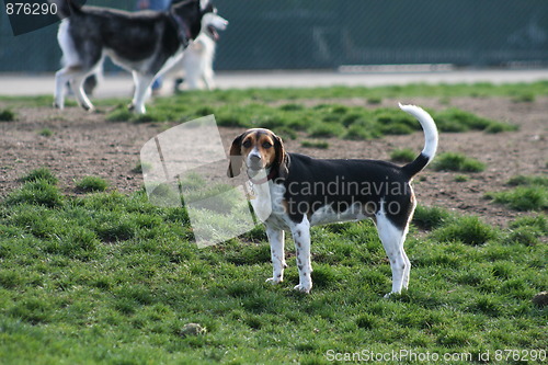 Image of Beagle