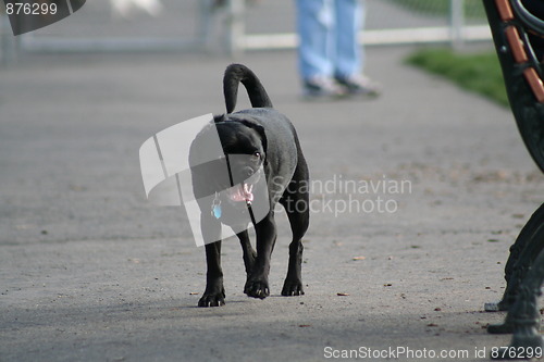 Image of Puggle