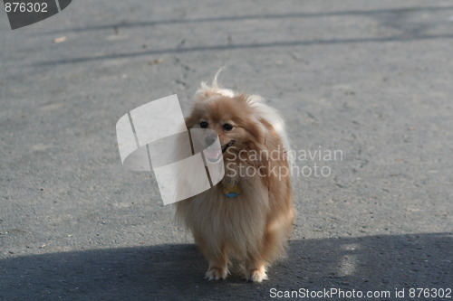 Image of Pomeranian