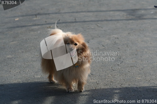 Image of Pomeranian