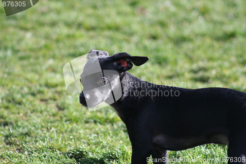 Image of Chihuahua