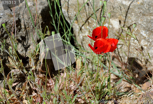 Image of Poppy Flowers on Stony Ground